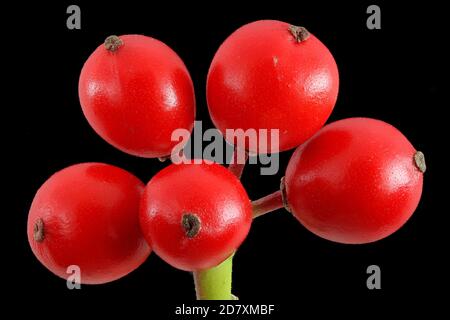 Ilex aquifolium, Holly, Stechpalme, close up, Früchte, Beere Stockfoto