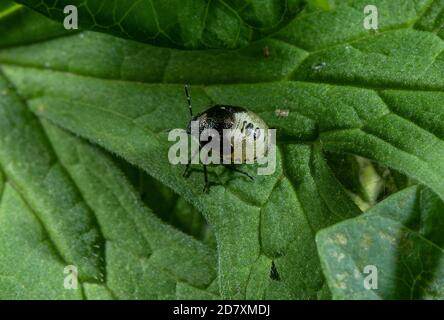 Nymphe der grünen Schildbug, Palomena prasina, auf dem Blatt. Stockfoto