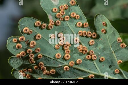 Seidenknopfgallen, Neuroterus numismalis, verursacht durch eine Gallenwespe auf Common Oak Blatt. Stockfoto