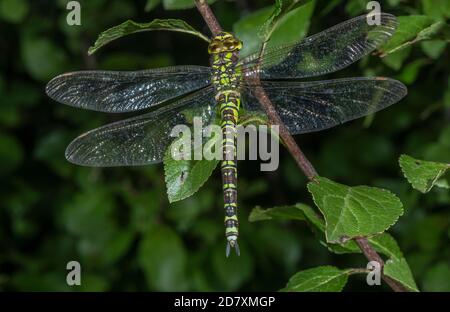 Reife weibliche Southern Hawker, Aeshna cyanea, thront im Schlehdornbusch. Somerset. Stockfoto
