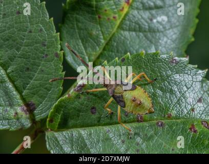 Boxwanze, Nymphe, Gonocerus acuteangulatus, Stockfoto