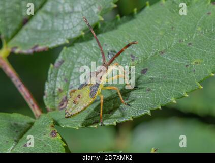 Boxwanze, Nymphe, Gonocerus acuteangulatus, Stockfoto