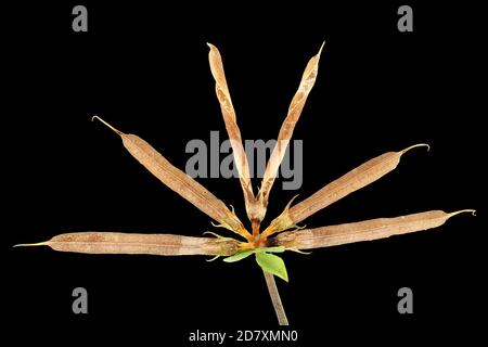 Lotus corniculatus, Vogelfußtrefoil, gewöhnlicher Hornklee, Nahaufnahme, Früchte, Samenschote Stockfoto