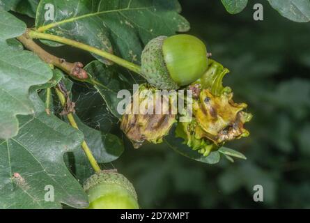 Knopper Gall, Andicus quercuscalicis, verursacht durch eine Gallenwespe, auf Eicheln der Gemeine Eiche. Stockfoto