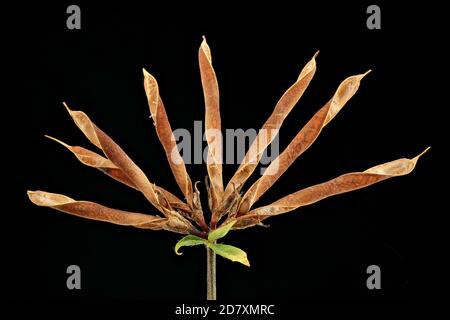 Lotus corniculatus, Vogelfußtrefoil, gewöhnlicher Hornklee, Nahaufnahme, Früchte, Samenschote Stockfoto