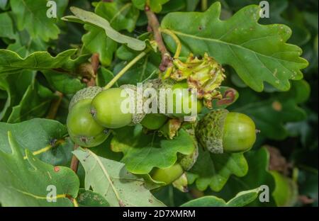 Knopper Gall, Andicus quercuscalicis, verursacht durch eine Gallenwespe, auf Eicheln der Gemeine Eiche. Stockfoto