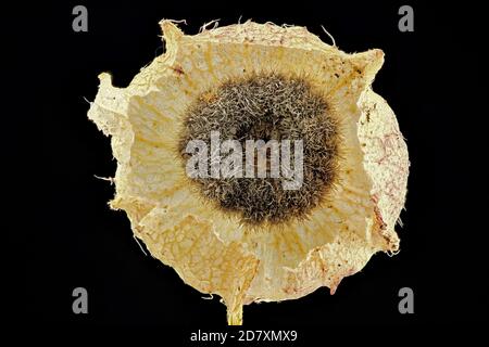 Malva moschata, Moschusmalve, Bisam-Malve, Nahaufnahme, Früchte Stockfoto