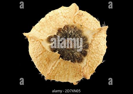 Malva moschata, Moschusmalve, Bisam-Malve, Nahaufnahme, Früchte Stockfoto