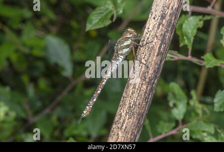 Weibliche Wanderin Hawker, Aeshna mixta, (mit ungewöhnlich blauen Markierungen) auf abgestorbenem Stamm, Somerset. Stockfoto