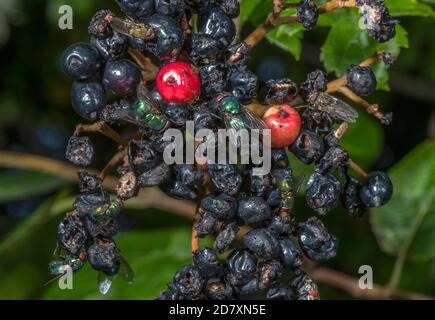 Greenbottle Fliegen und Cluster Fliegen Fütterung von reifen Beeren von Wayfaring Baum, Viburnum lantana, im Frühherbst. Stockfoto