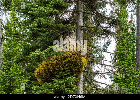 Große gehörnte Eule Elternteil und zwei Eulen in Baumnest am Rockefeller Preserve, Jackson Hole, WY US Stockfoto