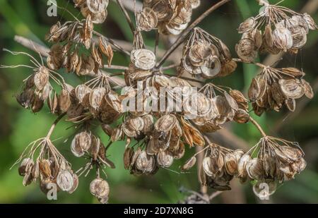 Fruchtköpfe von Hogweed, Heracleum sphondylium, mit reifen Samenschoten, Spätsommer. Stockfoto