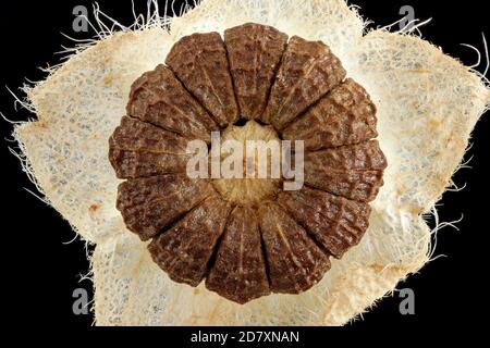 Malva sylvestris, Gemeine Malve, Wilde Malve, Nahaufnahme, Früchte Stockfoto