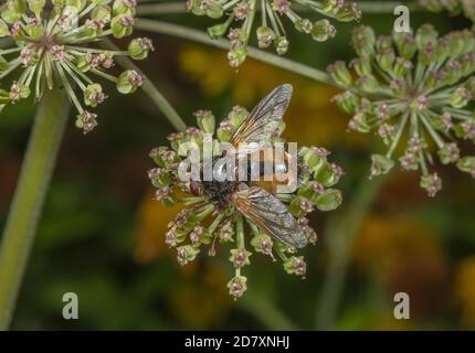 Eine Tachinidfliege, Tachina fera, die sich von umbelliferen Blüten ernährt. Parasit der Mottenlarven. Stockfoto