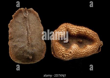 Misopates orontium, Weaselschnauze, Feld-Löwenmaul, close up, Samen, 1 mm lang Stockfoto