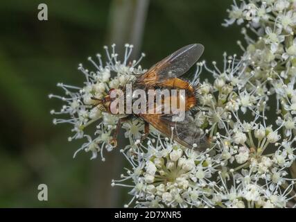 Eine Tachinidfliege, Tachina fera, die sich von umbelliferen Blüten ernährt. Parasit der Mottenlarven. Stockfoto