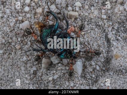 Südliche Holzansen, Formica rufa, die toten Dorkäfer zurück zum Nest tragen. Dorset. Stockfoto