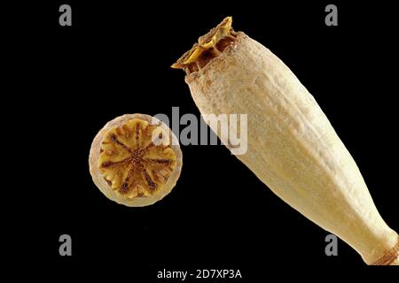 Papaver dubium, langköpfiger Mohn, Saat-Mohn, Nahaufnahme, Früchte, Kapsel, Samenkopf Stockfoto