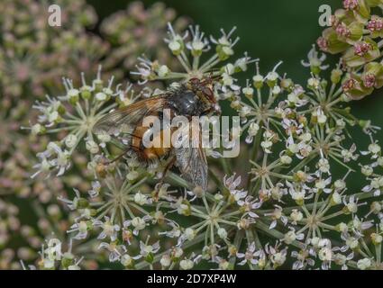 Eine Tachinidfliege, Tachina fera, die sich von wilden Angelica-Blüten ernährt. Parasit der Mottenlarven. Stockfoto