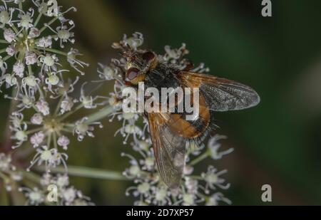 Eine Tachinidfliege, Tachina fera, die sich von wilden Angelica-Blüten ernährt. Parasit der Mottenlarven. Stockfoto