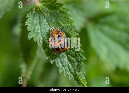 Puppe des Harlequin Marienkäfer, Harmonia axyridis, am Flussufer Vegetation im Spätsommer; Dorset. Stockfoto