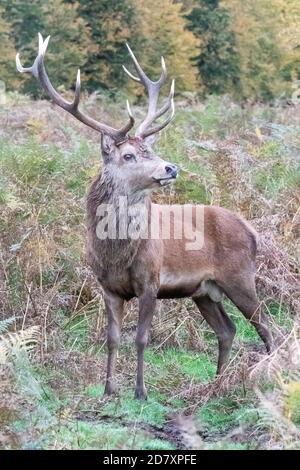 Ein Rothirsch, maskulin, arrogant und stolz, steht unter den herbstlichen Bracken im Bushy Park, West London Stockfoto