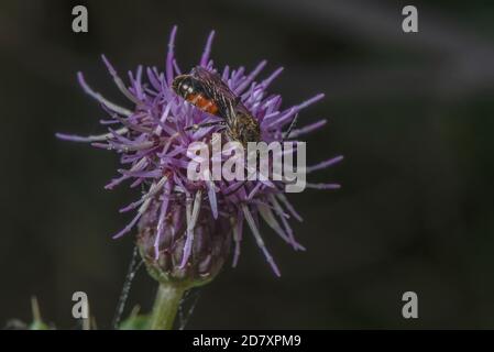 Männliche Furchenbiene, Lasioglossum calceatum, Besuch von Blumen der schleichenden Thistle im Spätsommer. Dorset. Stockfoto