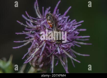 Männliche Furchenbiene, Lasioglossum calceatum, Besuch von Blumen der schleichenden Thistle im Spätsommer. Dorset. Stockfoto