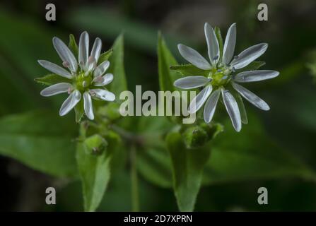 Blüten von Wasserkicherkraut, Stellaria aquatica, in feuchten Mulde, Stour Tal, Dorset. Stockfoto