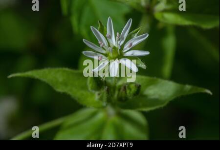 Blüten von Wasserkicherkraut, Stellaria aquatica, in feuchten Mulde, Stour Tal, Dorset. Stockfoto