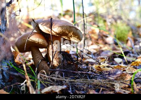 Ein paar eng wachsende Boletus. Im Wald, in der Nähe des Baumes, umgeben von einer Schicht gefallener Blätter und Äste. Stockfoto