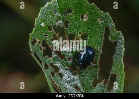 Erlenblattkäfer, Agelastica alni, auf den Blättern der Erle, Alnus glutinosa. Stockfoto