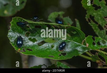 Erlenblattkäfer, Agelastica alni, auf den Blättern von Alder, Alnus glutinosa. Stockfoto