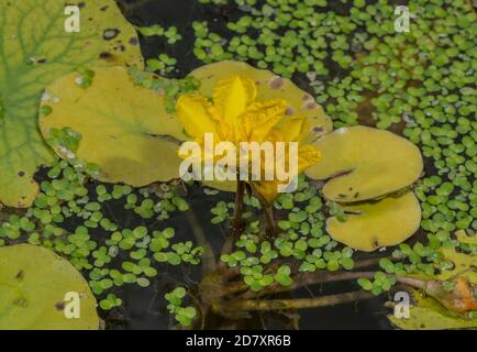 Gefranste Seerose, Nymphoides peltata, blühend unter Entenkraut, Fluss Stour, Dorset. Stockfoto