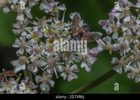 Eine Tachinidfliege, Eriothrix rufomaculata, die sich von Hogweed-Blüten ernährt. Stockfoto