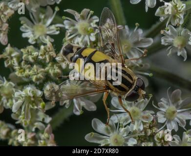 Eine Schwebefliege, Helophilus trivittatus, die sich an Hogweed-Blüten ernährt, Spätsommer. Stockfoto