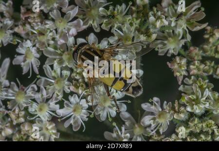 Eine Schwebefliege, Helophilus trivittatus, die sich an Hogweed-Blüten ernährt, Spätsommer. Stockfoto