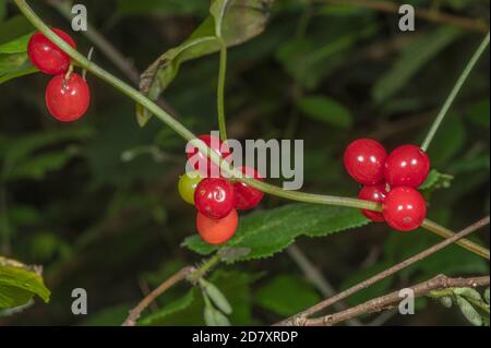 Reife Beeren der Schwarzen Bryonie, Dioscorea communis, im Spätsommer hedgerow. Stockfoto