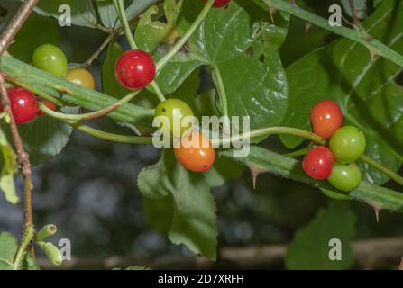 Reife Beeren der Schwarzen Bryonie, Dioscorea communis, im Spätsommer hedgerow. Stockfoto