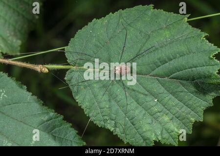 Ein Erntehelmann, Leiobunum rotundum, auf Haselblatt, im Wald. Stockfoto