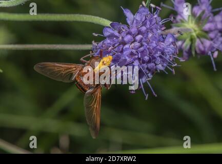 Hornet Hoverfly, Volucella zonaria, Fütterung von Teufelskerze Scabious Blumen im Spätsommer. Stockfoto