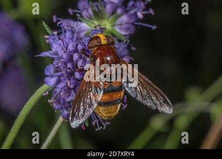 Hornet Hoverfly, Volucella zonaria, Fütterung von Teufelskerze Scabious Blumen im Spätsommer. Stockfoto