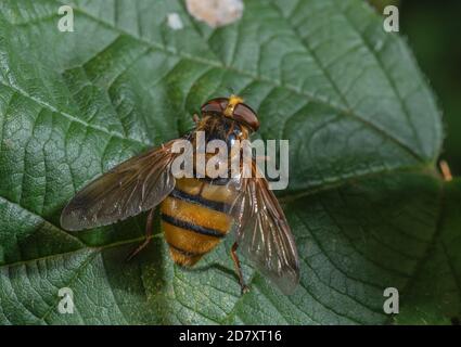 Zwerghornfliegen, Volucella inanis, die nach der Fütterung auf dem Blatt ruht. Spätsommer. Nestparasit von Wespen. Stockfoto