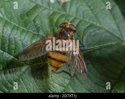 Zwerghornfliegen, Volucella inanis, die nach der Fütterung auf dem Blatt ruht. Spätsommer. Nestparasit von Wespen. Stockfoto