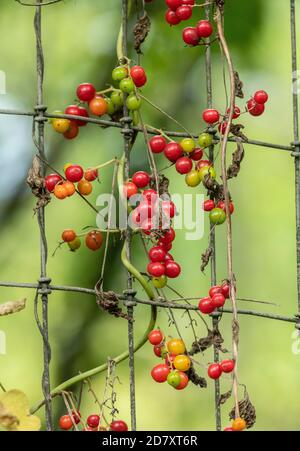 Die reifen Beeren der Schwarzen Bryony, Dioscorea communis, auf dem Drahtzaun, im Spätsommer. Stockfoto