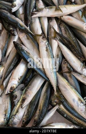 Frischer Makrelenfisch (Scomber scrombrus) auf Eis auf dem Meeresfrüchtemarkt.gesundes Lebenskonzept, Ernährung. Stockfoto