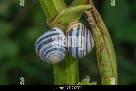 Weißlippschnecken, Cepaea hortensis, auf umbelliferem Stamm, Somerset. Stockfoto