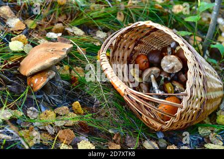 Ein Korbkorb voll Pilze in eine Schlucht geworfen, in der Nähe der gefundenen Pilze. Stockfoto