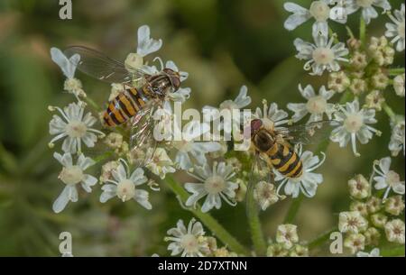 Marmelade Hoverfly und gemeinsame gebänderte Hoverfly Fütterung auf Hogweed Blumen, im Spätsommer. Stockfoto