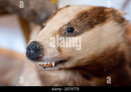 Europäischer Dachs in einem Museum Stockfoto